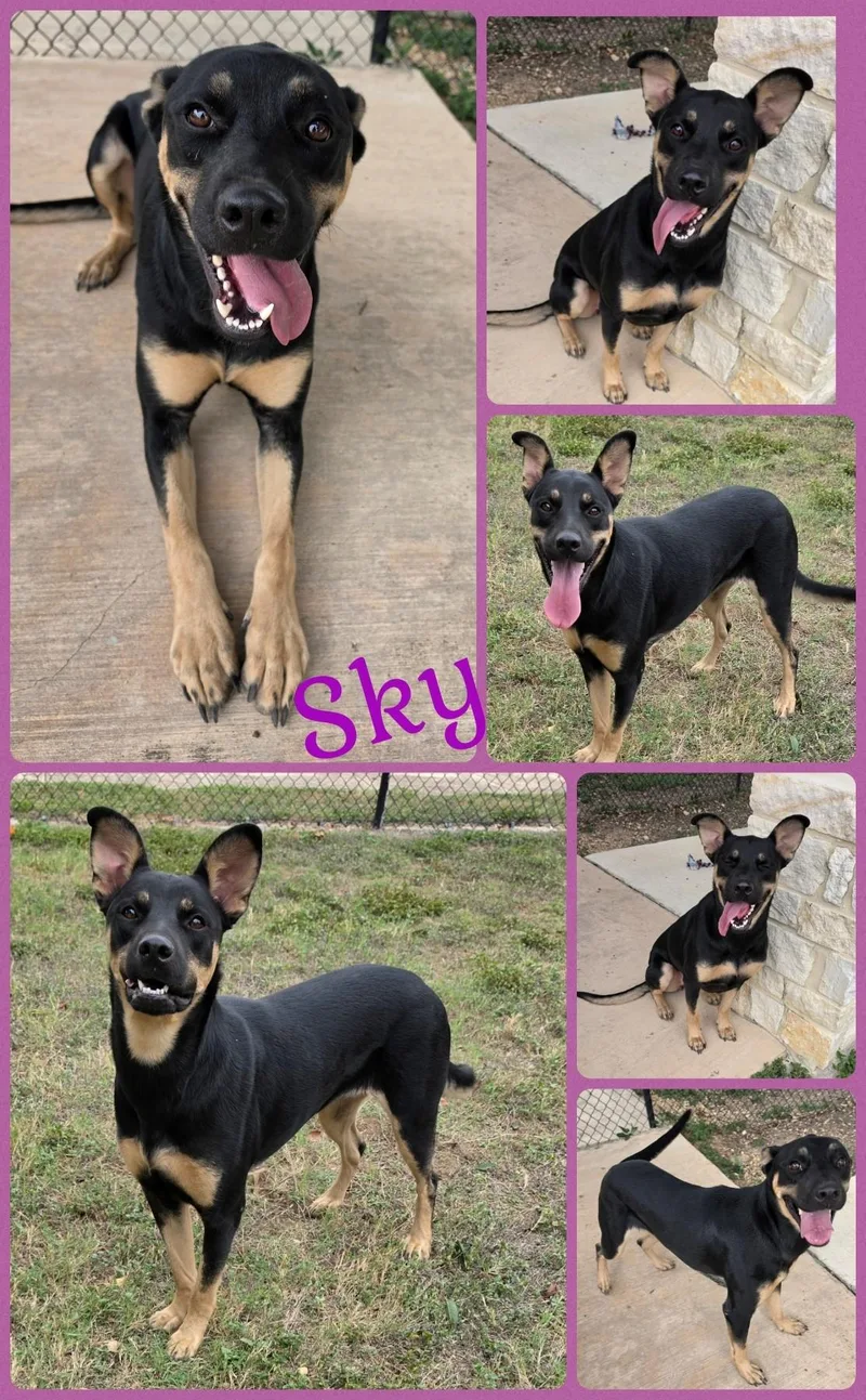 An adult large-sized female Shepherd dog named Sky for adoption in Universal City, TX