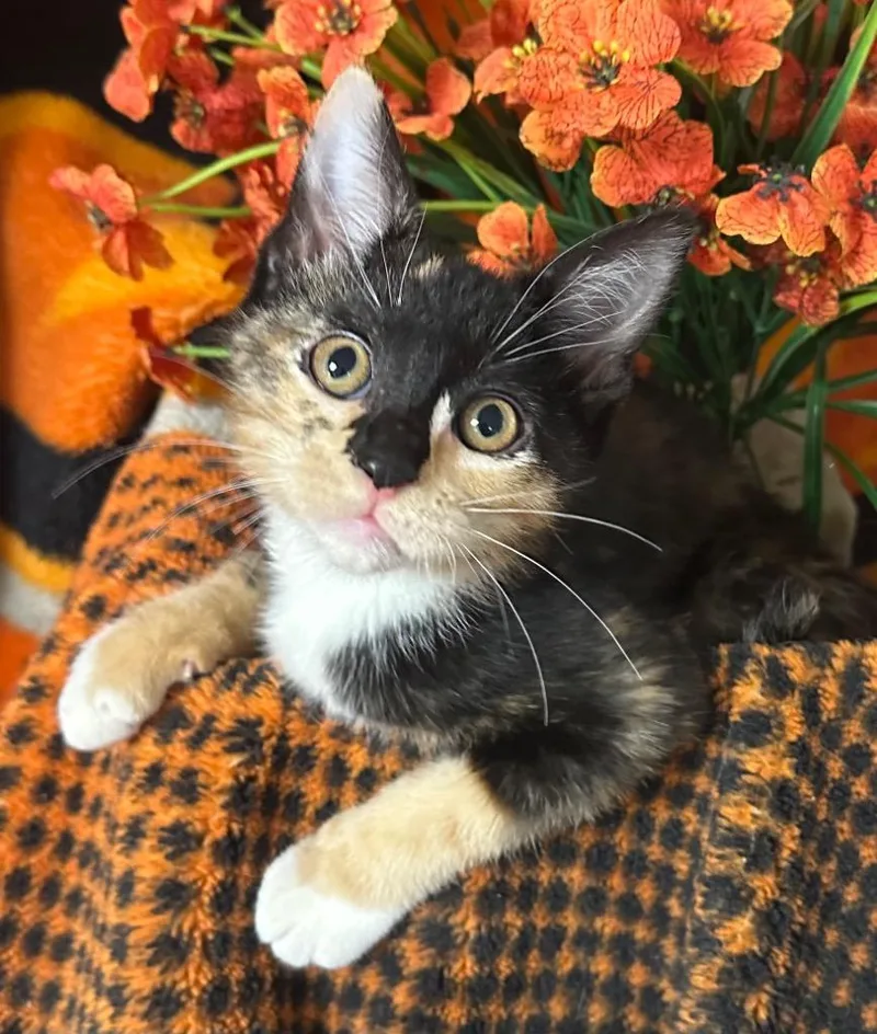 Meredith