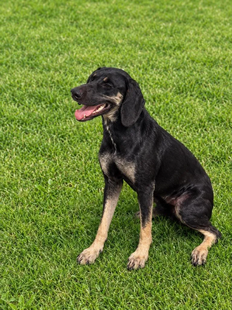 A young large-sized female Terrier dog named Butterfly for adoption in Wauchula, FL