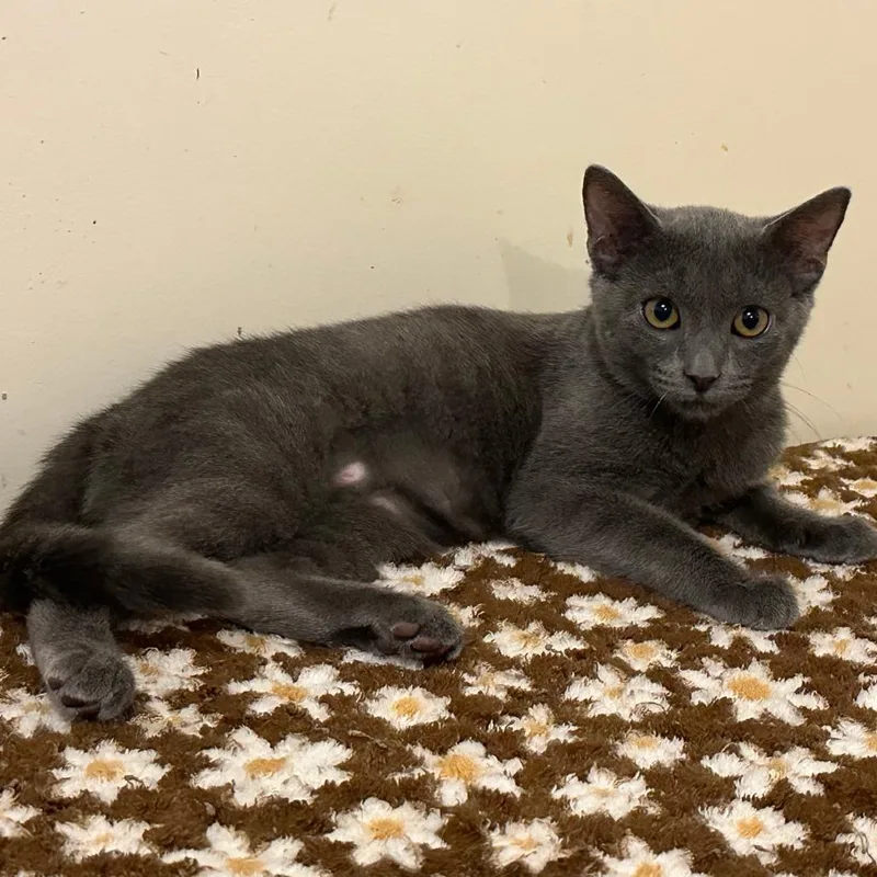 A baby small-sized female Gray / Blue / Silver Domestic Short Hair cat named Mollie for adoption in Durham, NC