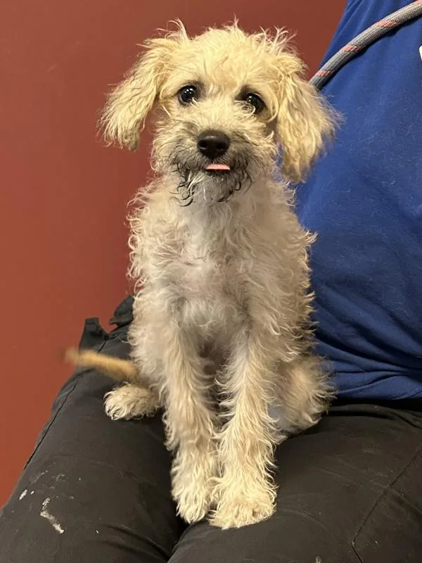 A young small-sized female Terrier dog named Luna for adoption in Dublin, CA