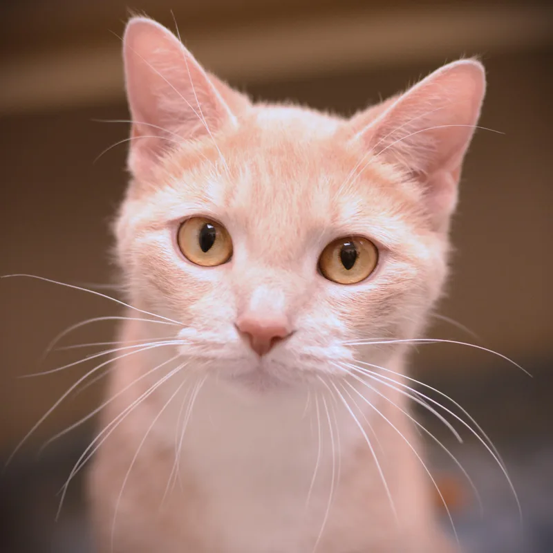 An adult medium-sized female Buff & White Domestic Short Hair cat named Peaches for adoption in Amsterdam, NY