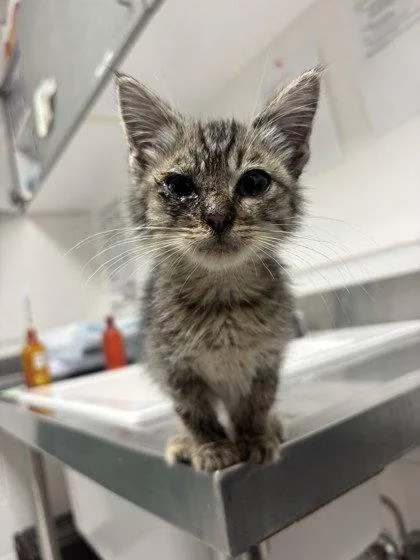 A baby small-sized male Brown / Chocolate Domestic Short Hair cat named Pepino for adoption in Oakland, CA