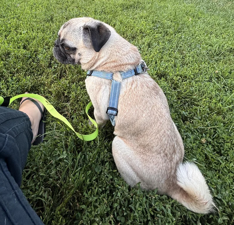 A young small-sized female Yellow / Tan / Blond / Fawn Pug dog named Bug for adoption in Brooklyn, NY