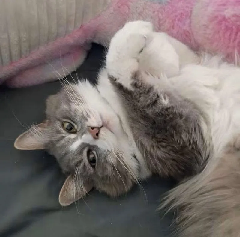 MIss Spaghetti