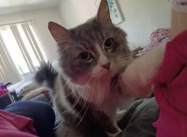 MIss Spaghetti thumbnail 3