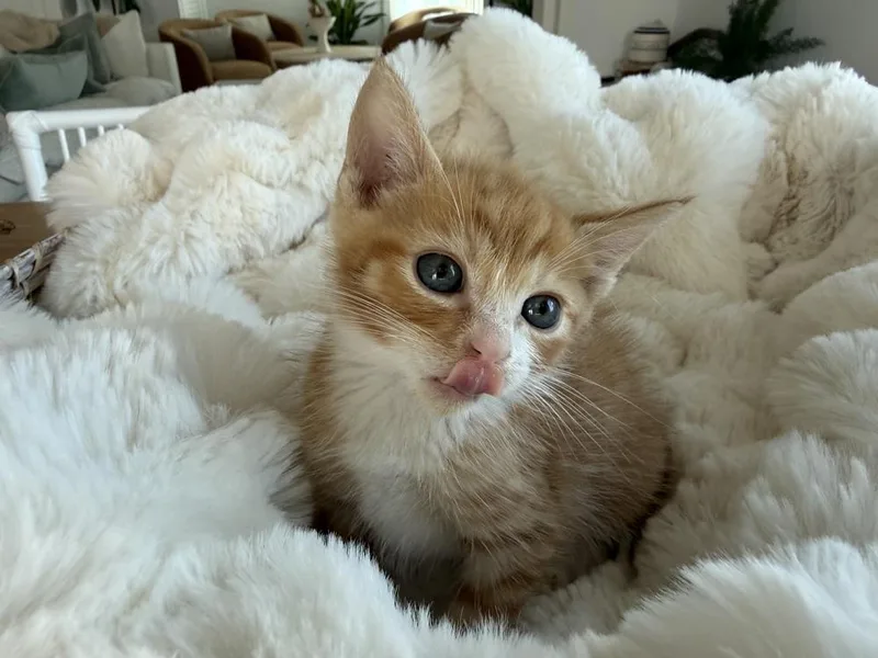 A baby small-sized male Domestic Short Hair cat named Yeehaw for adoption in Saint Augustine, FL