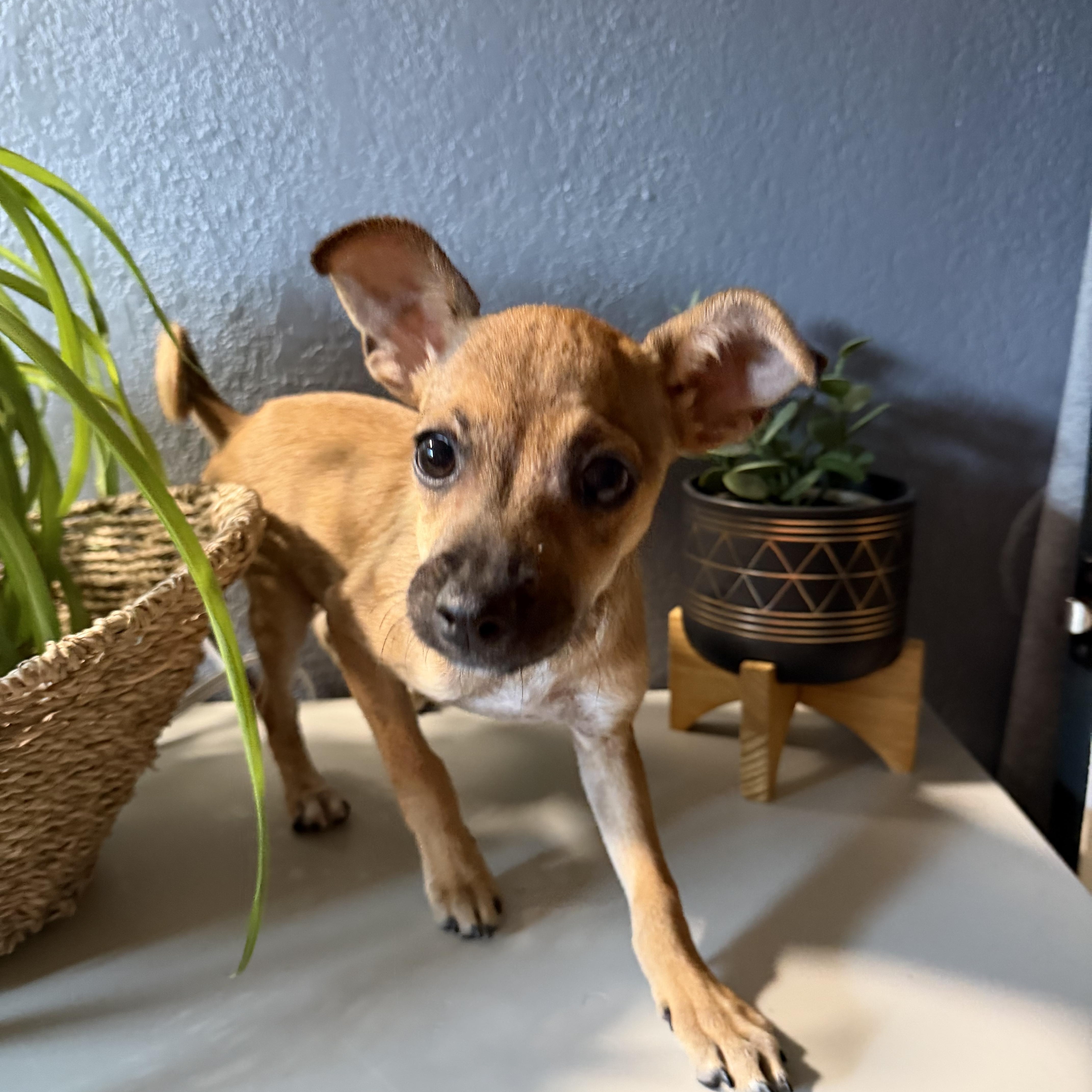 A baby small-sized male Chihuahua dog named Carrot for adoption in Eugene, OR