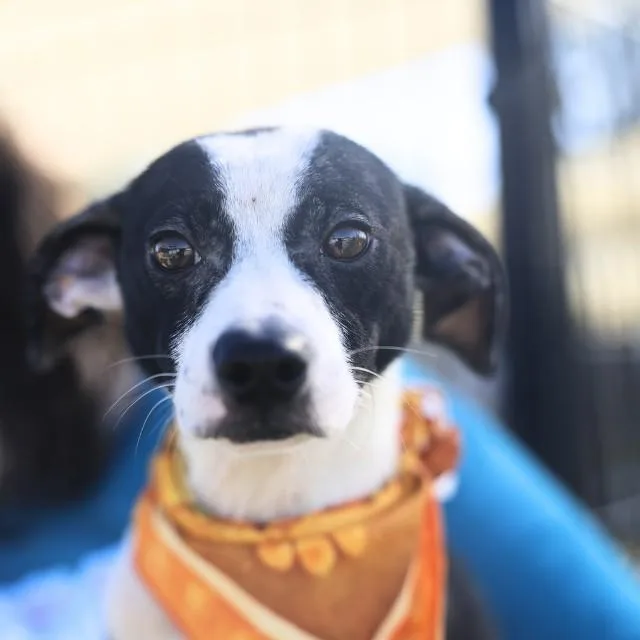 A young small-sized female Terrier dog named Oreo for adoption in San Antonio, TX