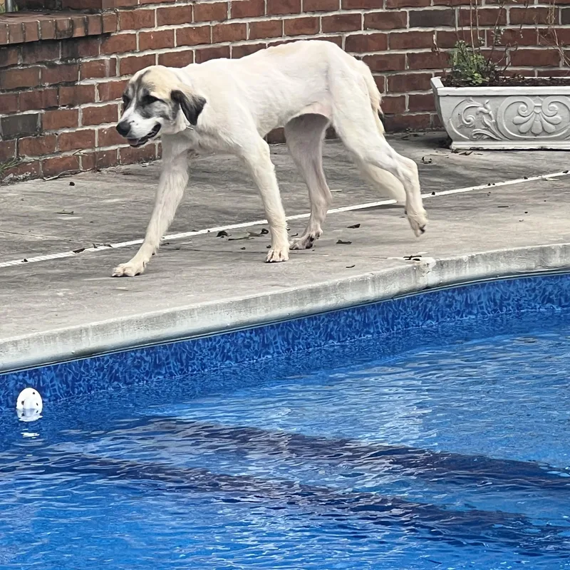 Luna
