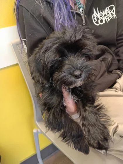 A baby small-sized male Mixed Breed dog named Delight for adoption in Atlanta, GA