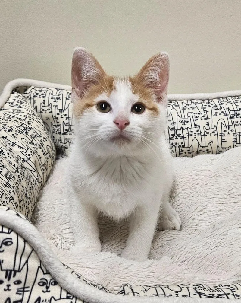 A baby small-sized male Domestic Short Hair cat named Euro for adoption in Fremont, OH