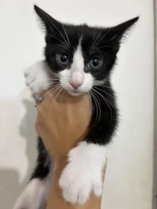 A young medium-sized female Black Domestic Short Hair cat named Kona for adoption in Key West, FL