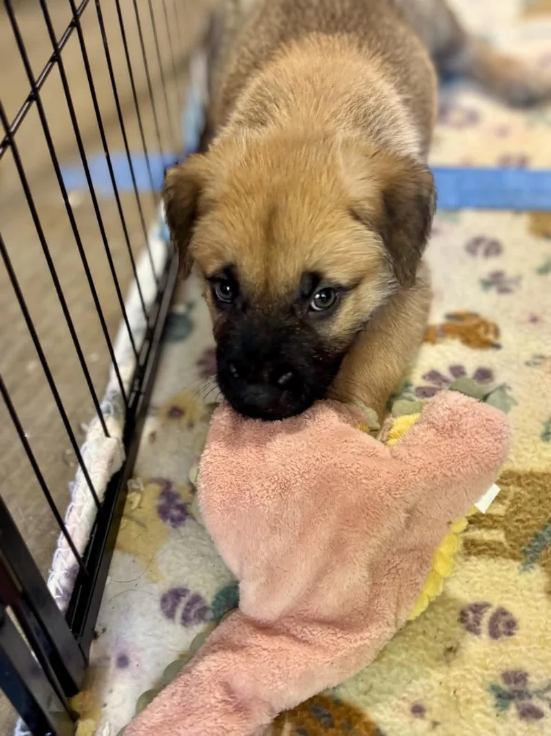 A baby medium-sized male Bicolor Belgian Shepherd / Malinois dog named Finn for adoption in San Antonio, TX