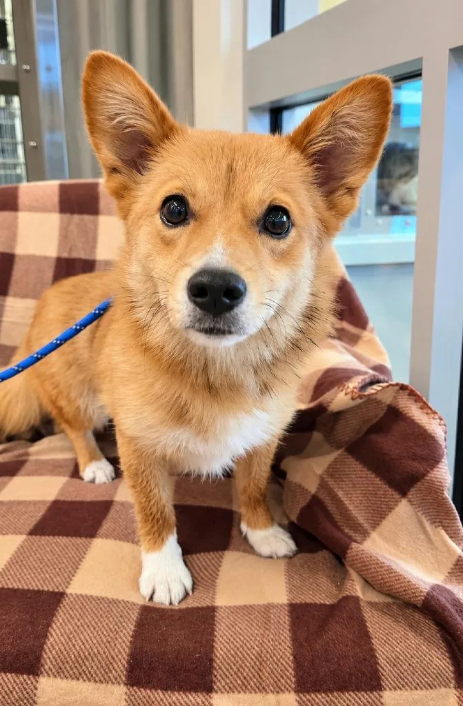 A young small-sized female Corgi dog named Shelby Yrly for adoption in Sidney, OH