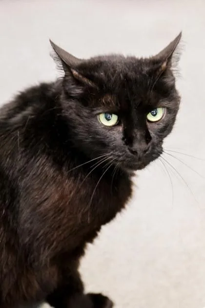A young medium-sized female Domestic Medium Hair cat named Jewels for adoption in Dothan, AL