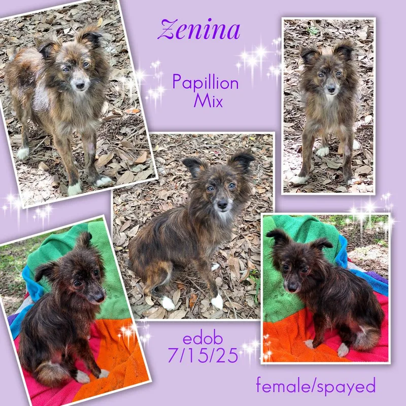Zenina BLT thumbnail 6