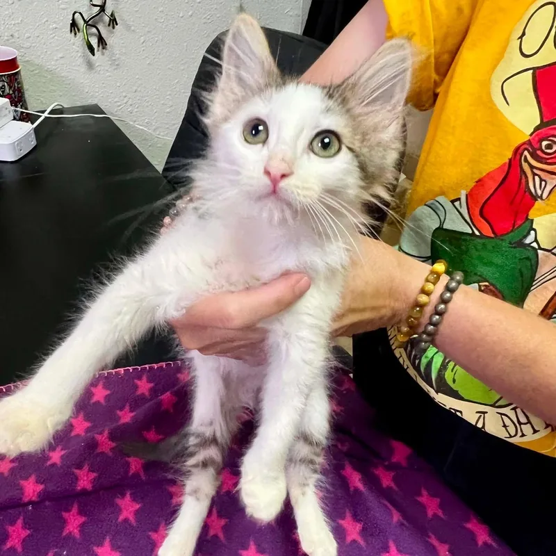 A baby small-sized male Tabby (Brown / Chocolate) Domestic Long Hair cat named Leo for adoption in Antioch, CA