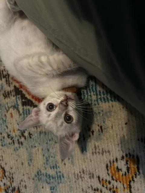 A young medium-sized male Domestic Short Hair cat named Haagen Dazs for adoption in Baltimore, MD