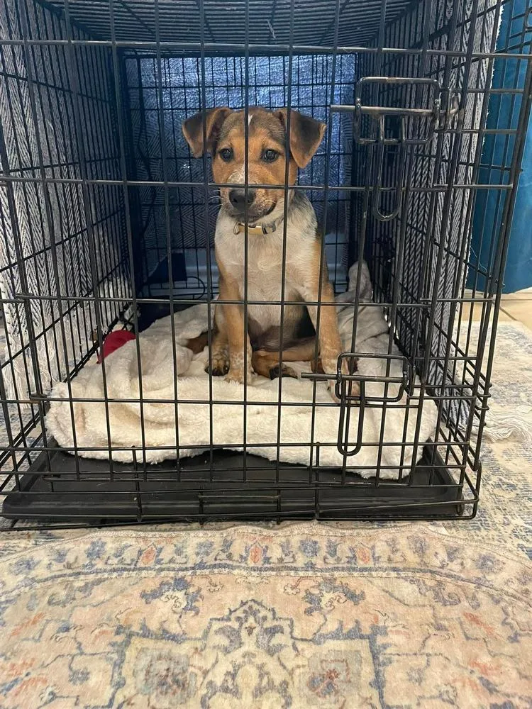 A baby medium-sized male White / Cream Australian Cattle Dog / Blue Heeler dog named Bluey for adoption in Silsbee, TX