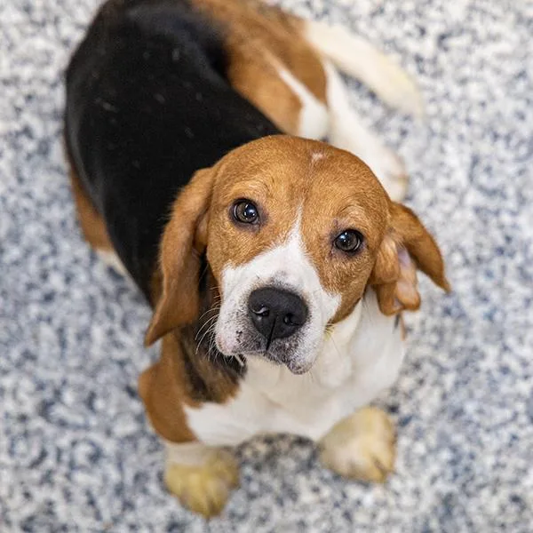 An adult small-sized male Beagle dog named Lennon for adoption in Des Moines, IA