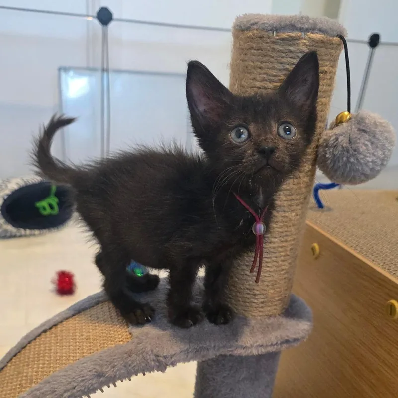 A baby small-sized female Black Domestic Short Hair cat named Bumpkin for adoption in Austin, TX