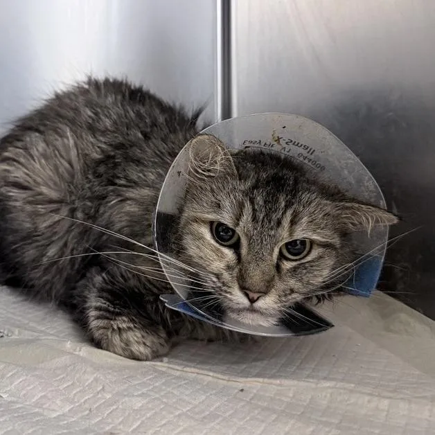 A young medium-sized female Brown / Chocolate Domestic Long Hair cat named Farrah for adoption in New York, NY