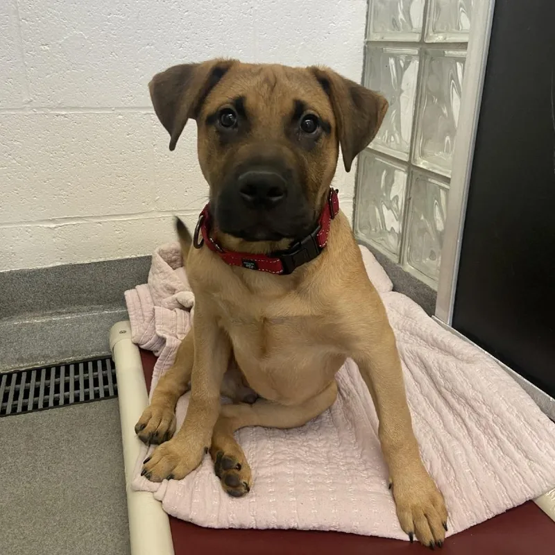 A baby medium-sized male Yellow / Tan / Blond / Fawn Mixed Breed dog named Bettis for adoption in Pittsburgh, PA