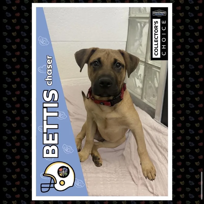 Bettis thumbnail 2