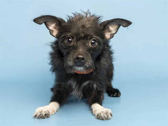 A young small-sized male Cairn Terrier dog named Gizmo for adoption in Phoenix, AZ