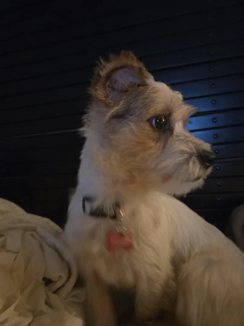 An adult small-sized male Tricolor (Brown, Black, & White) Terrier dog named Sparky for adoption in West Valley, UT