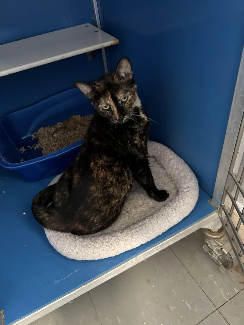 A young medium-sized female Tortoiseshell Domestic Short Hair cat named Tootsie for adoption in Hoopeston, IL