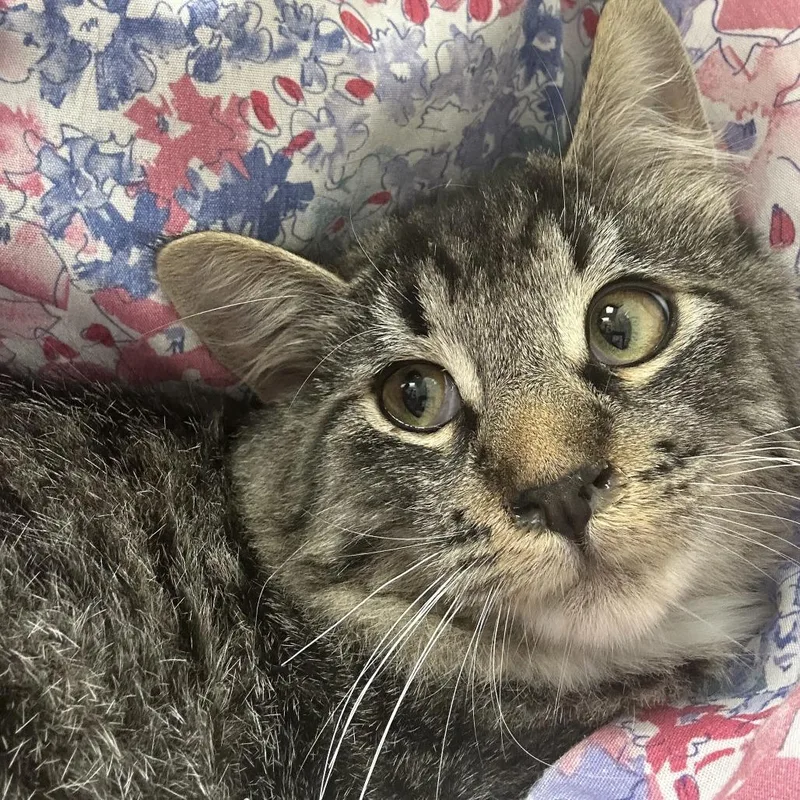 A baby medium-sized male Brown / Chocolate Domestic Medium Hair cat named Wooly for adoption in Oshkosh, WI