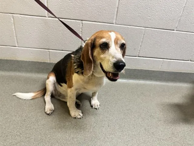 An adult medium-sized male Beagle dog named Sam for adoption in Colorado Springs, CO