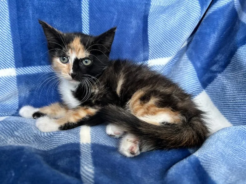 A baby small-sized female Domestic Short Hair cat named Freckles for adoption in Corpus Christi, TX