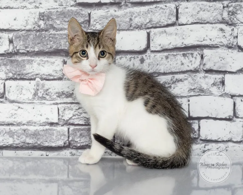A baby medium-sized female Tabby (Gray / Blue / Silver) Domestic Short Hair cat named Trixie for adoption in Tuscaloosa, AL