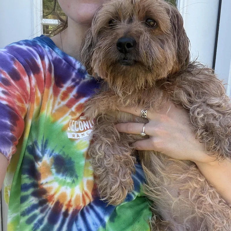 A senior small-sized female Apricot / Beige Yorkshire Terrier dog named Princess for adoption in New Boston, NH