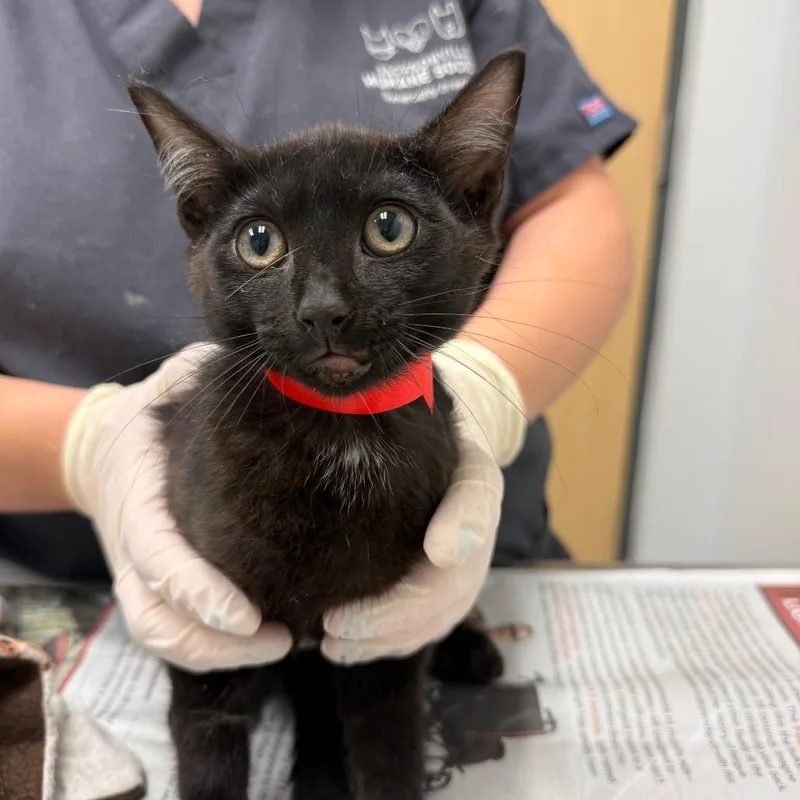 A baby small-sized female Gray / Blue / Silver Domestic Short Hair cat named Sailor Moonshine for adoption in Jacksonville, FL