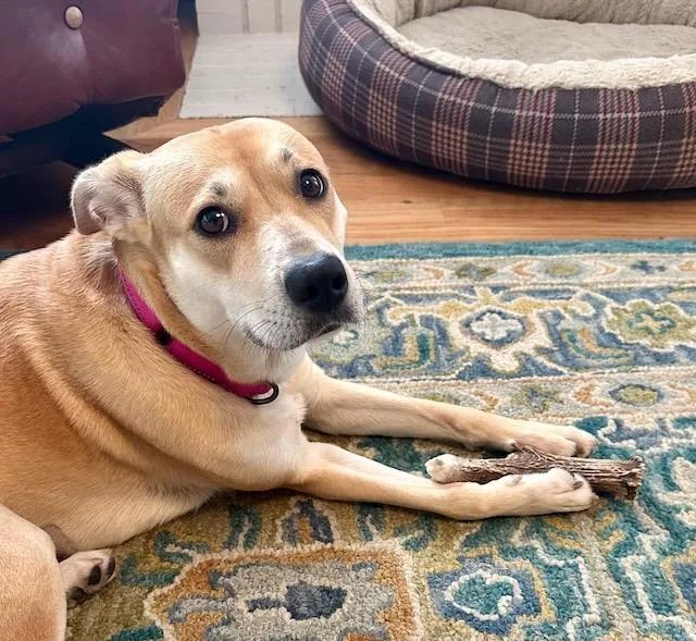 A young medium-sized female Yellow / Tan / Blond / Fawn Carolina Dog dog named Brave Betty for adoption in Alpharetta, GA