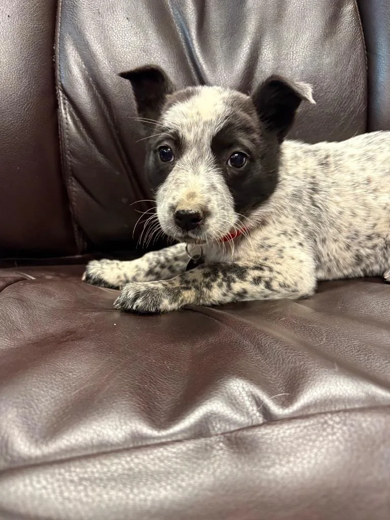 A baby medium-sized female Australian Cattle Dog / Blue Heeler dog named Jersey for adoption in Reno, NV
