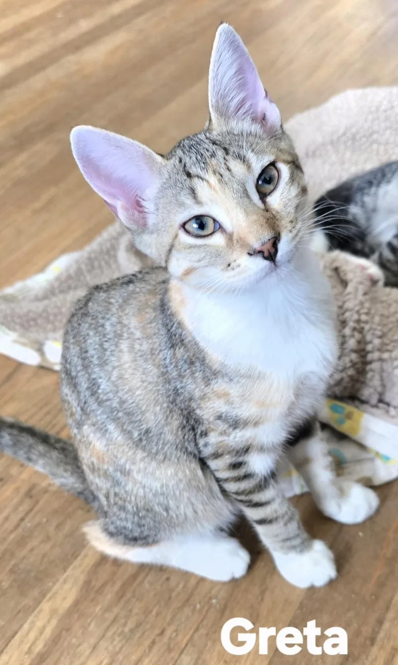 Greta