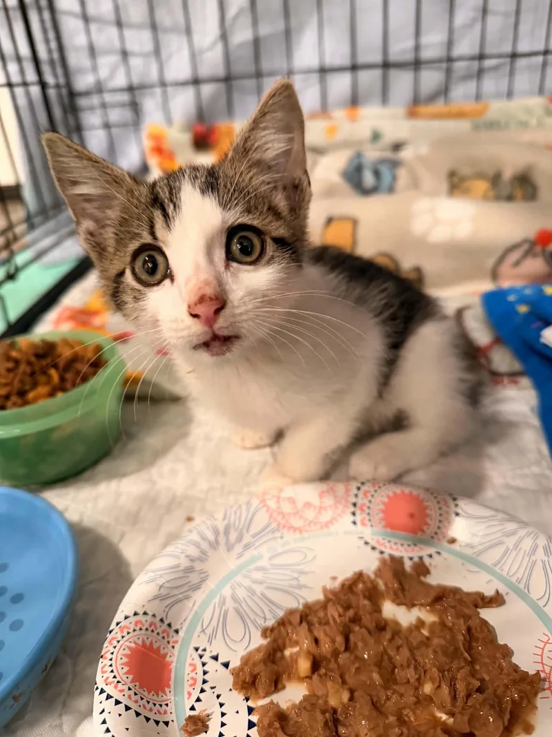A baby small-sized male Tabby (Brown / Chocolate) Domestic Short Hair cat named Ollie for adoption in LITTLE MOUNTAIN, SC