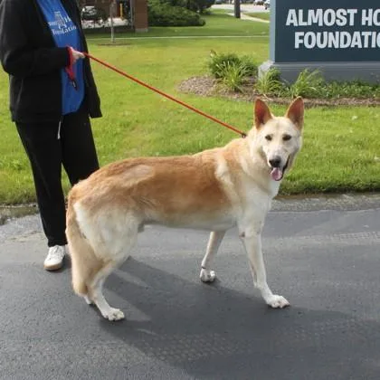 An adult extra large-sized male German Shepherd Dog dog named Rebel for adoption in Elk Grove Village, IL