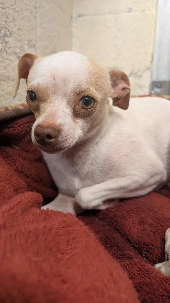 A young small-sized female Chihuahua dog named Molly for adoption in Seven Points, TX