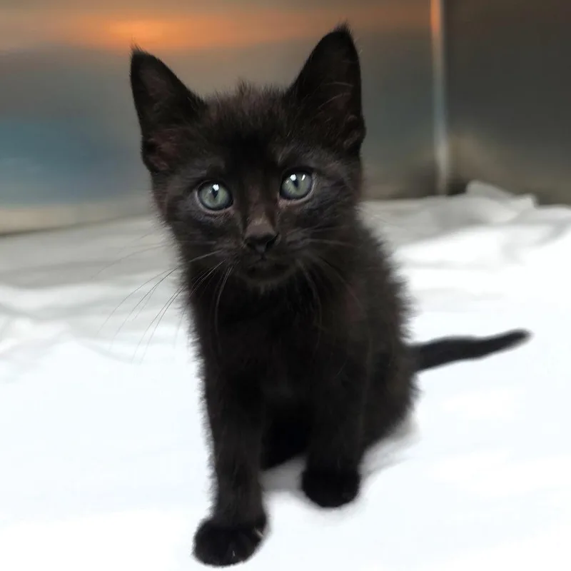A baby small-sized female Black Domestic Short Hair cat named Happy for adoption in Michigan City, IN