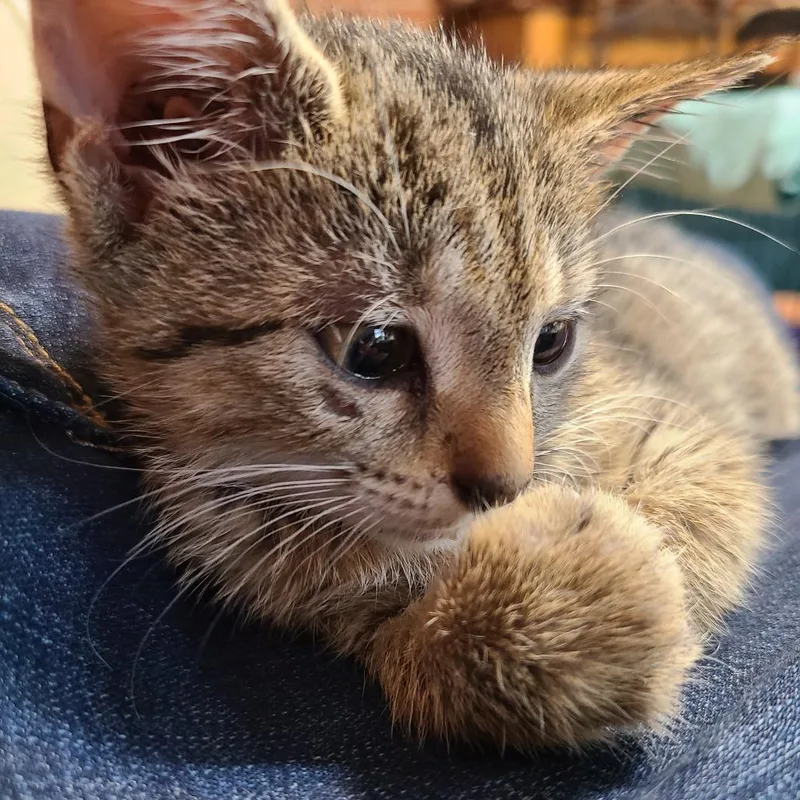 A baby small-sized female Brown / Chocolate Domestic Short Hair cat named Nutmeg Hill for adoption in Woodstock, VA