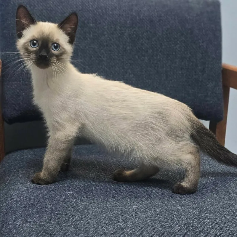 A baby medium-sized male Siamese cat named Thomas O'Malley for adoption in Sunrise Beach, MO