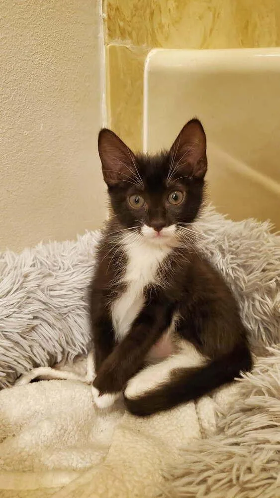 A baby small-sized male Domestic Short Hair cat named Appollo for adoption in Covington, LA