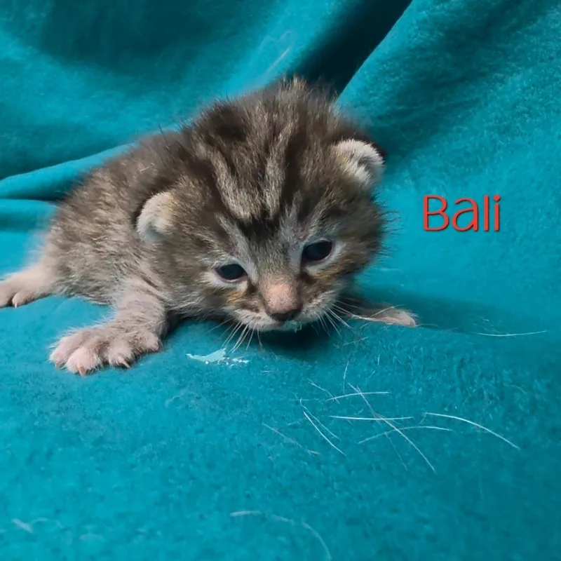 A baby small-sized female Domestic Short Hair cat named Bali for adoption in Parkersburg, WV
