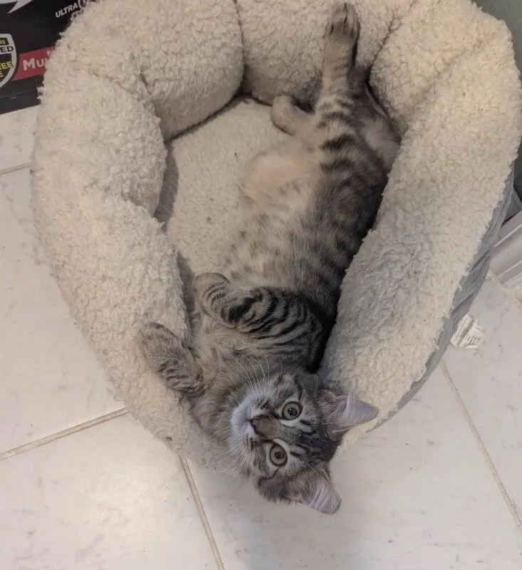 Merlin